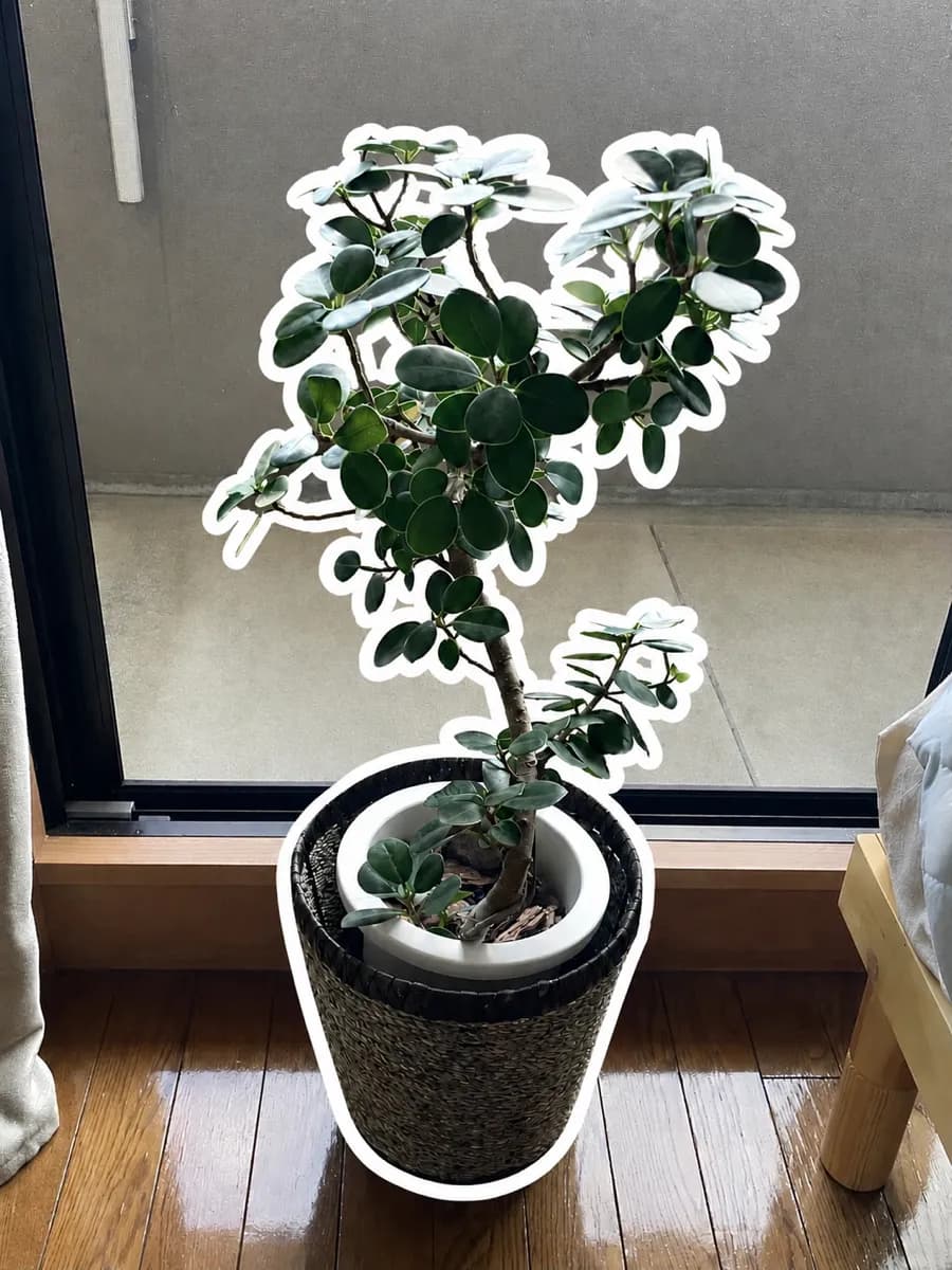 観葉植物を初めて買ってみました